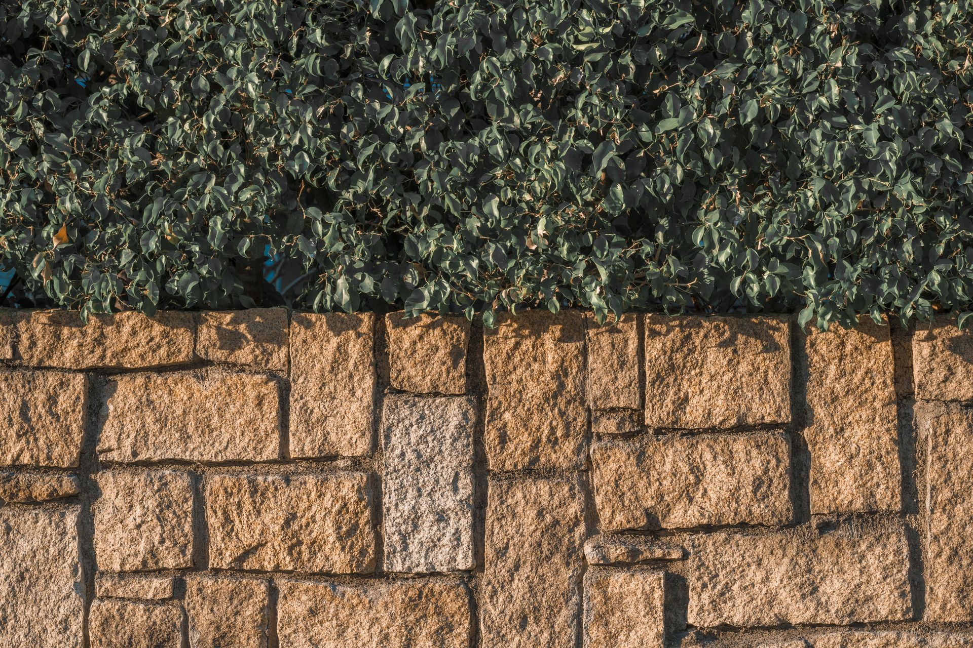 Close-up of a textured stone wall with lush greenery, displaying urban eco-design.