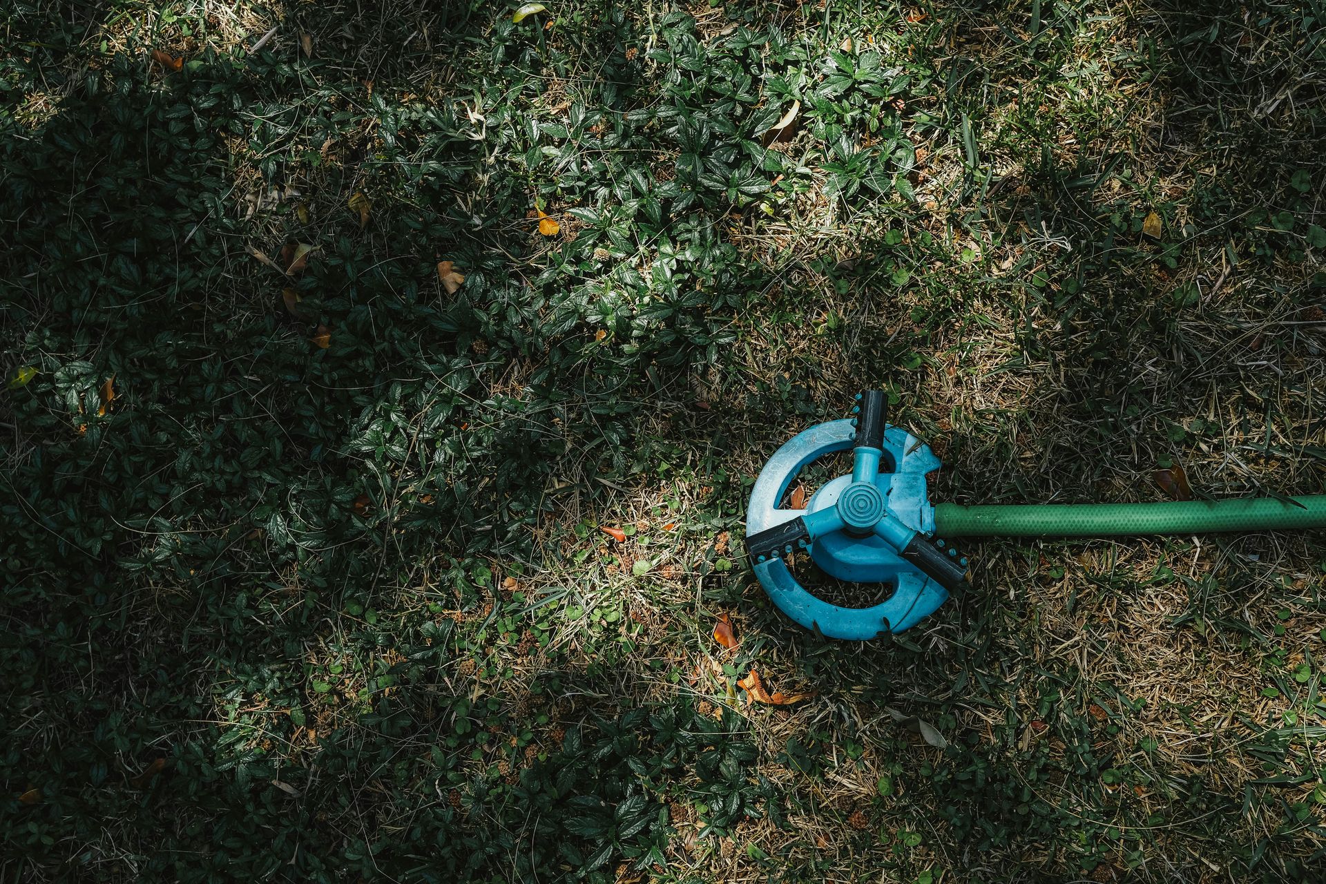 A blue lawn sprinkler and green hose on dry grass.